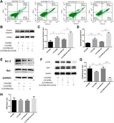 Protective role of endorepellin in renal developmental programming